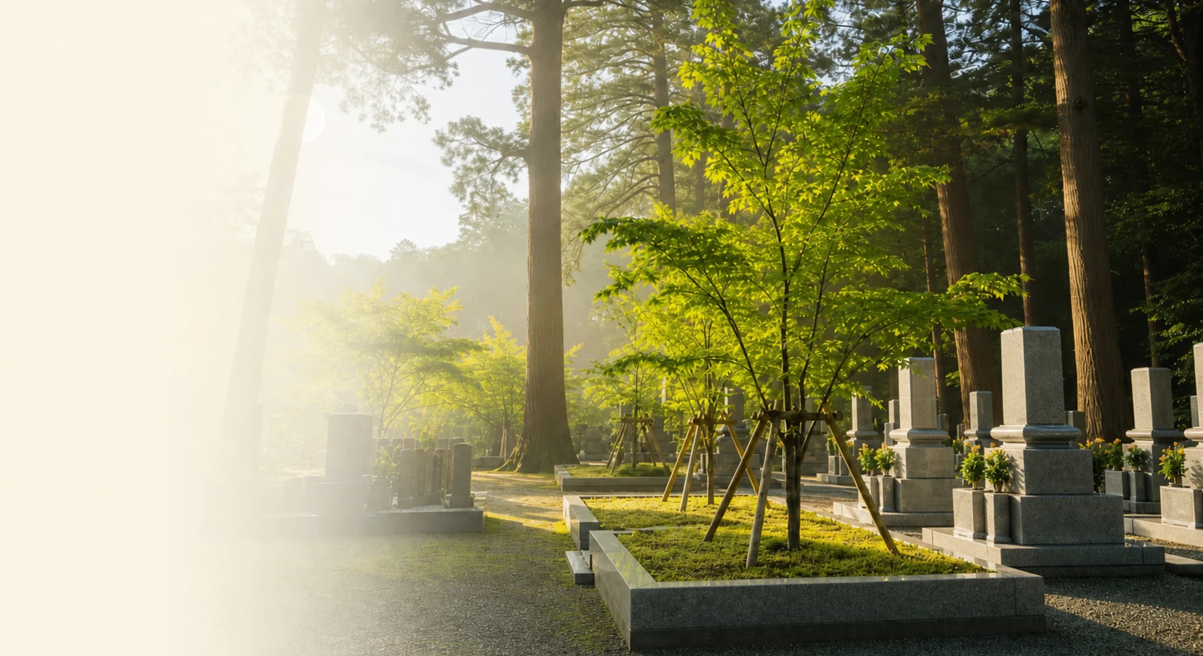 木漏れ日が差し込む寺院境内と樹木葬の若木